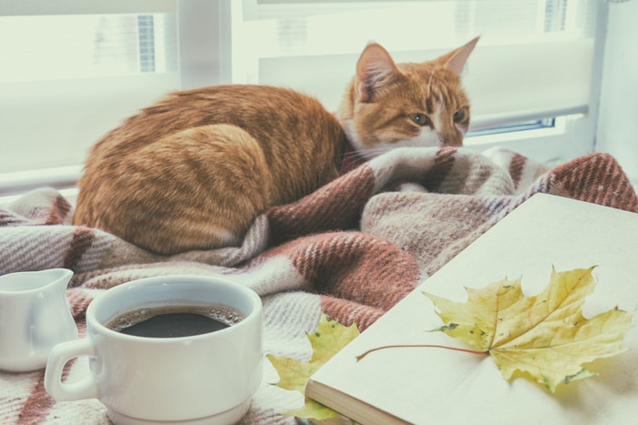 猫とコーヒーと本