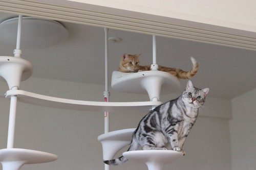 キャットタワーの上の2匹の猫