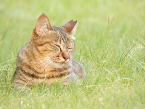 草むらで目を瞑る猫