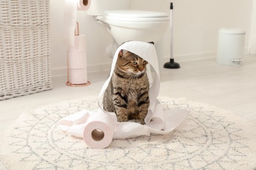 トイレットペーパーをかぶる猫