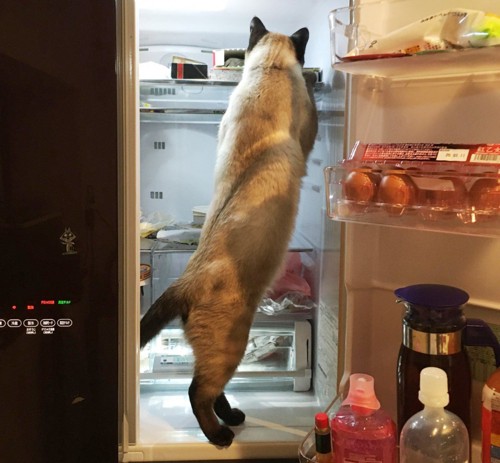 冷蔵庫をあさるシャム猫