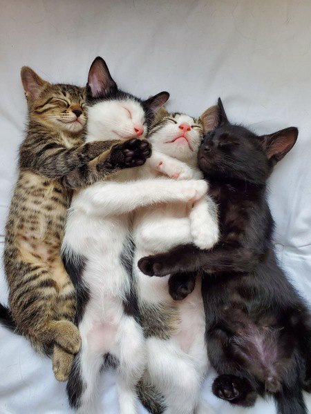 眠っている4匹の子猫