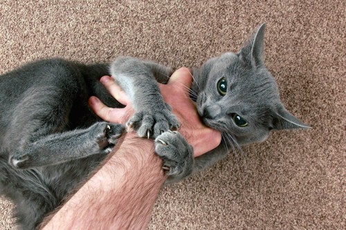 人の腕に噛み付いてキックする猫
