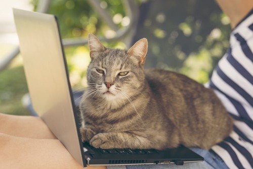 飼い主の膝に置かれたパソコンの上に乗る猫