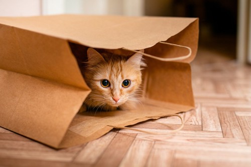 紙袋の中の子猫