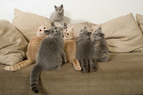 ソファーにのって同じ方向を見つめる猫たち