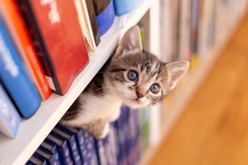 本棚から顔をのぞかせる子猫