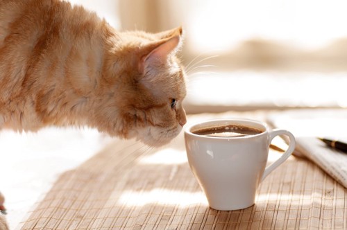 コーヒーの入ったカップの匂いを嗅ぐ猫