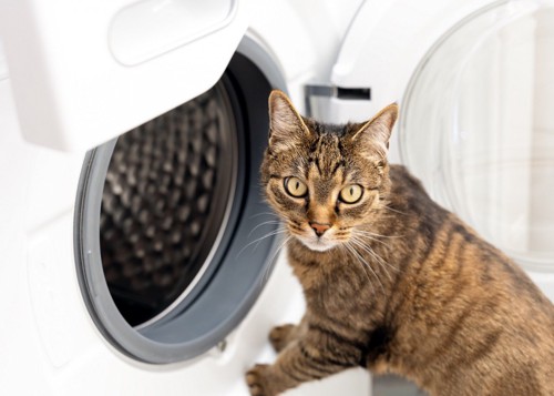 洗濯機に入ろうとする猫