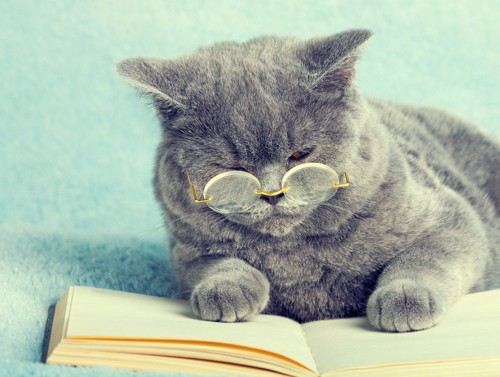 本を読んでいる猫