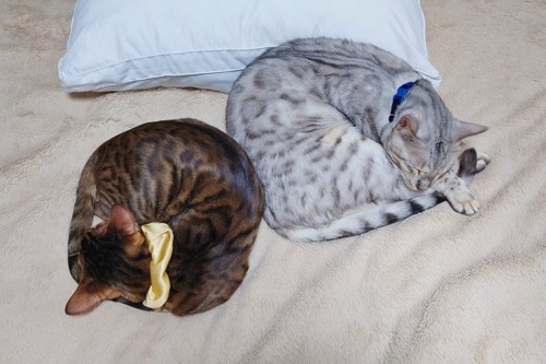 丸くなって眠る2匹の猫