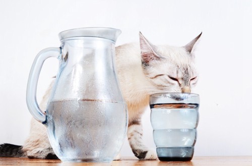 お水を飲む猫