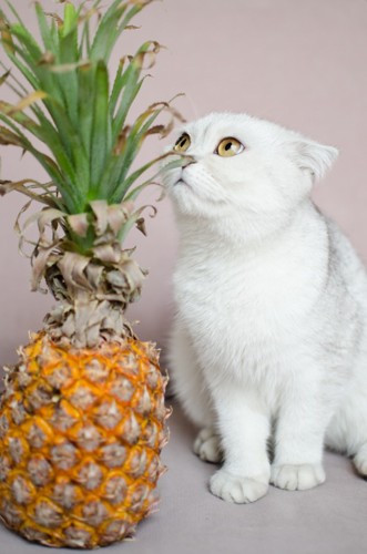 白猫とパイナップル