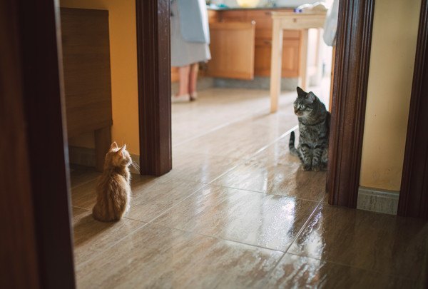 距離のある二匹の猫