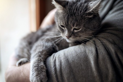 腕の中で寝落ちしている猫