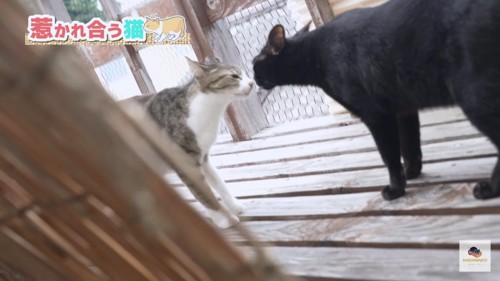 鼻キスするキジシロと黒猫