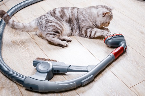 掃除機に触れる猫