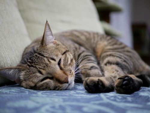 安心して眠っている猫の写真