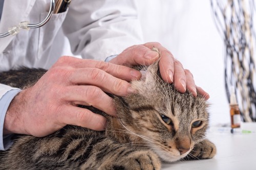 獣医師に耳を触られる猫