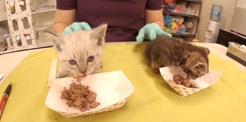 エサを食べる2匹の子猫