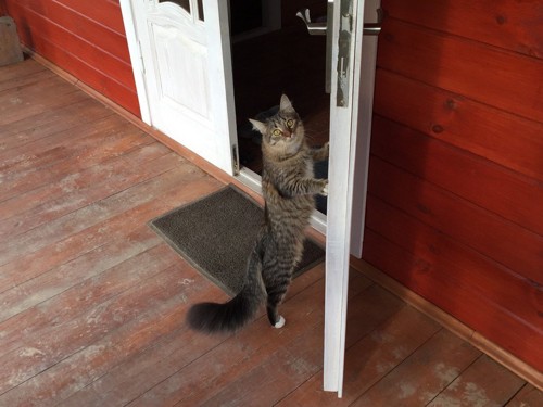 ドアを開ける猫