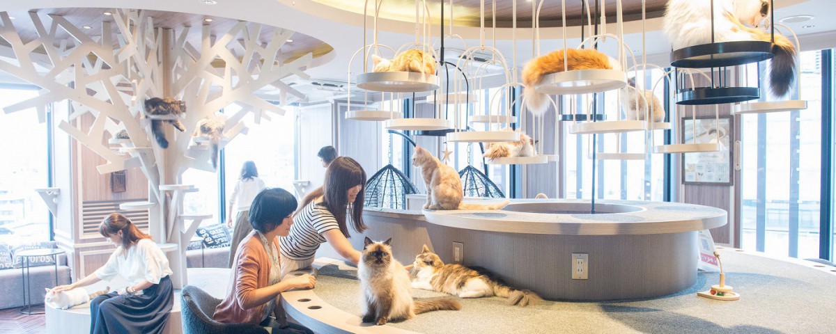 猫カフェ MOCHA（モカ） 渋谷店トップ画像