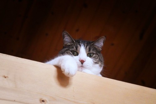 棚の上からこちらを見下ろす猫