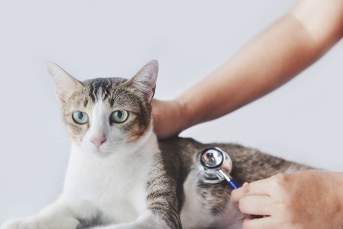 猫に聴診器を当てる獣医師の手