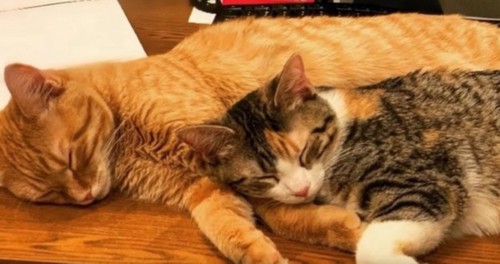 デスクの上で眠る2匹の猫