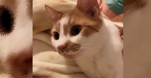 白い毛布の上に猫