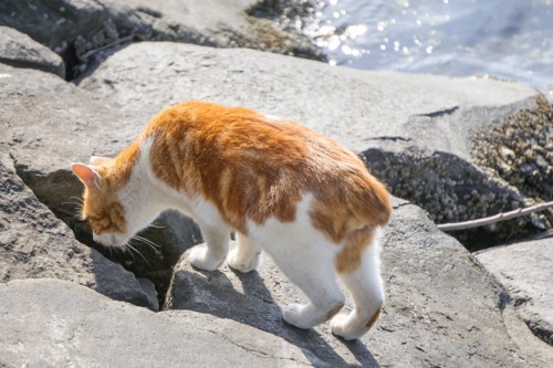 獲物を探す野良猫