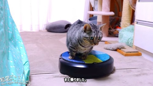 ロボット掃除機に座る猫