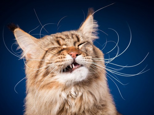 くしゃみをしかけている猫の顔のアップ