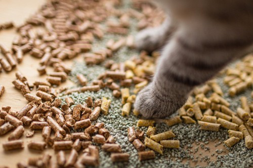 茶色の猫砂とキジトラ猫の前足