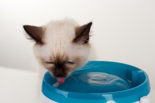 お皿からお水を飲む子猫