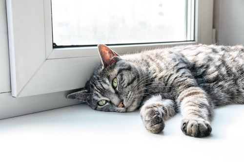 窓辺で日光浴する猫