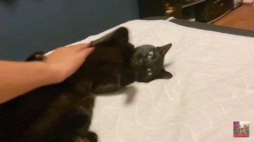 ベッドで転がる黒猫