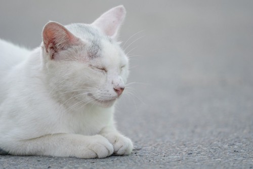 目を細める白猫