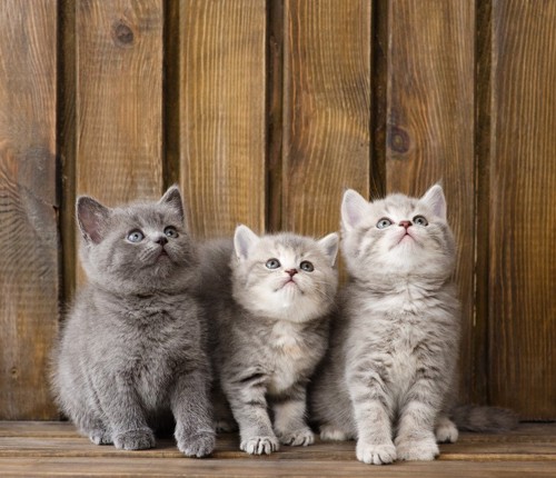 3匹のブリティッシュショートヘアの子猫