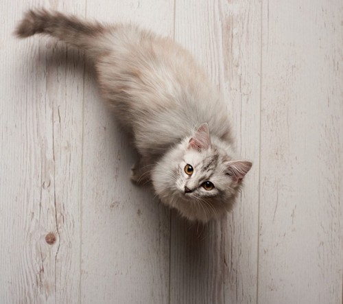 フローリングの床から眺める猫