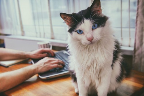 パソコンをする人と猫