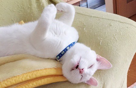 仰向けで寝ている白猫