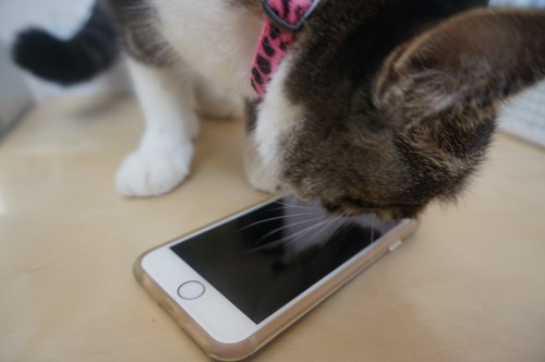 スマートフォンに興味津々な猫