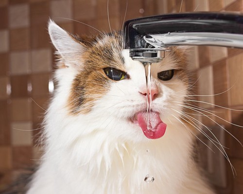 水道から水を飲む猫