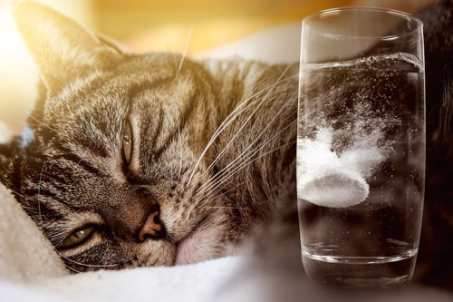 錠剤の入った水と眠る猫