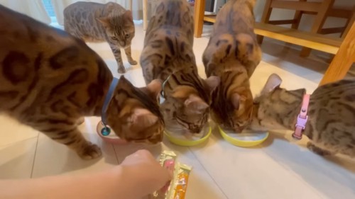 おやつを食べる猫たち