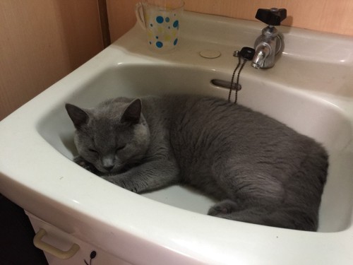 洗面台のシンクで眠る灰色猫