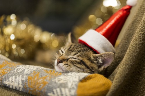 クリスマスの猫