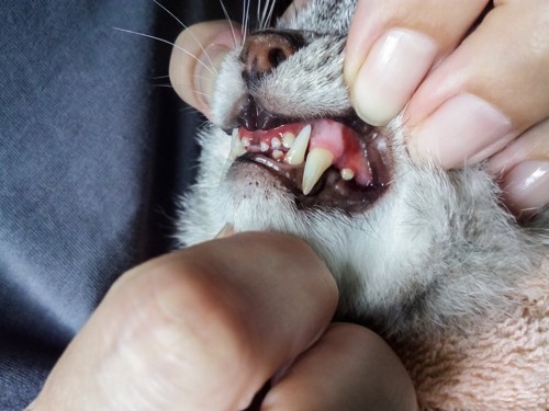 歯茎をチェックされている猫