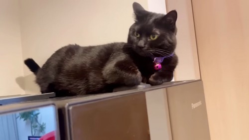 香箱座りの黒猫